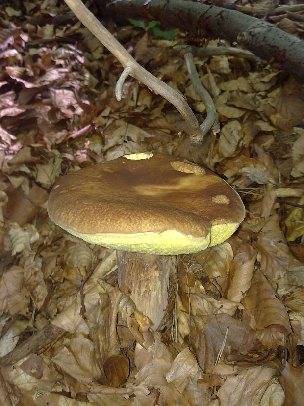 hríb dubový Boletus reticulatus Schaeff.