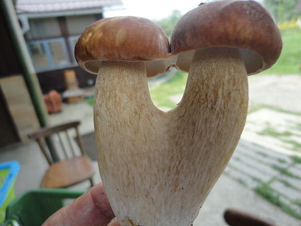 hríb Boletus sp.