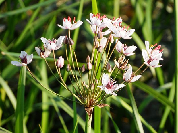 okrasa okolíkatá Butomus umbellatus L.