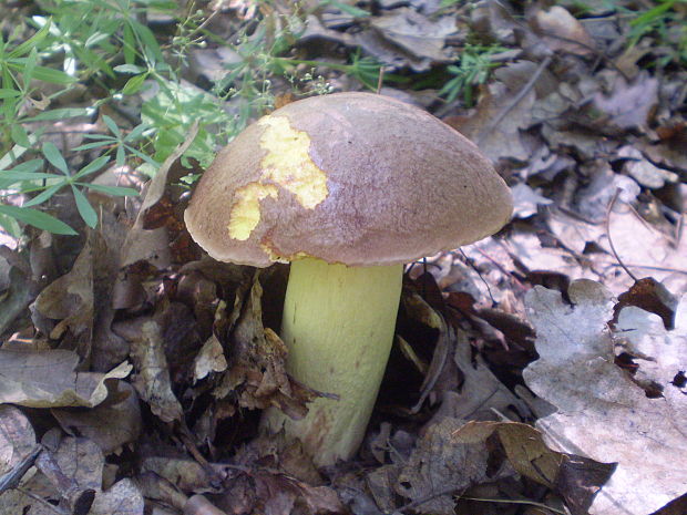 hríb príveskatý Butyriboletus appendiculatus (Schaeff. ex Fr.) Secr.