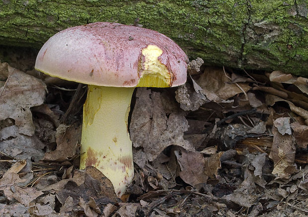 hríb kráľovský Butyriboletus regius (Krombh.) D. Arora & J.L. Frank