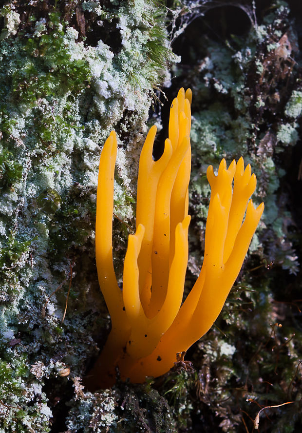 parôžkovec lepkavý Calocera viscosa (Pers.) Fr.