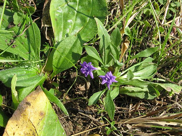 zvonček konáristý Campanula patula L.