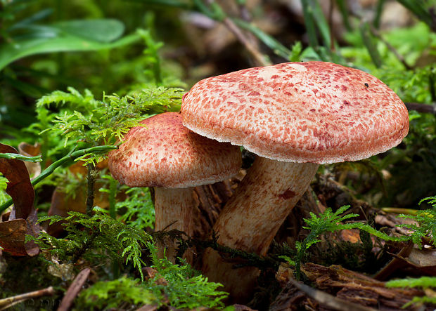 pavučinovec červenošupinatý Cortinarius bolaris (Pers.) Fr.