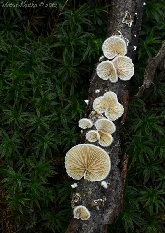 pahliva Crepidotus sp.