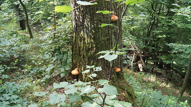 pečeňovec dubový Fistulina hepatica (Schaeff.) With.