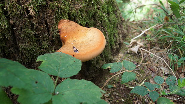 pečeňovec dubový Fistulina hepatica (Schaeff.) With.