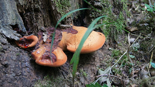 pečeňovec dubový Fistulina hepatica (Schaeff.) With.