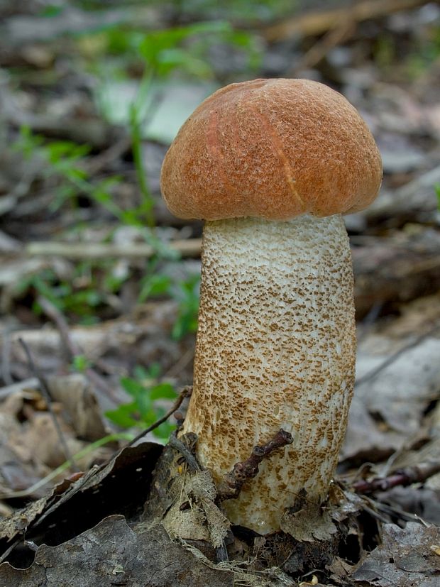 kozák dubový Leccinum aurantiacum (Bull.) Gray