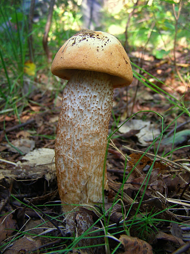 kozák dubový-křemenáč krvavý Leccinum aurantiacum (Bull.) Gray