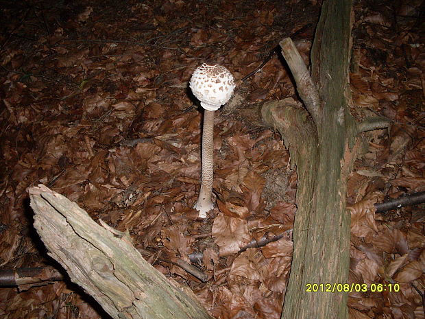 bedľa vysoká Macrolepiota procera (Scop.) Singer