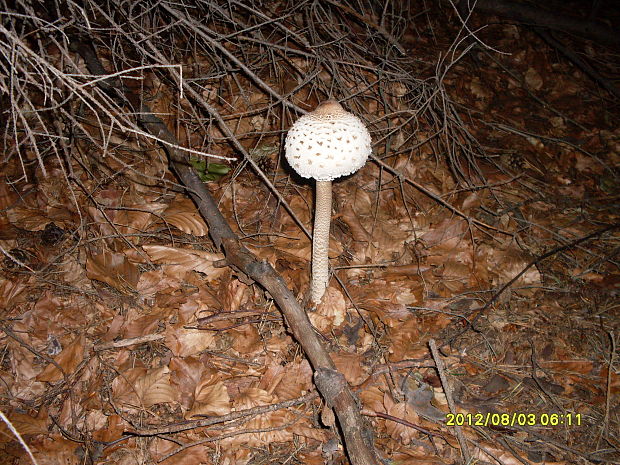 bedľa vysoká Macrolepiota procera (Scop.) Singer