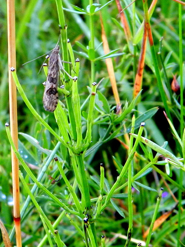 vijačka sťahovavá  Nomophila noctuella