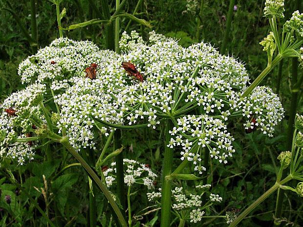 ostrík močiarny Ostericum palustre (Besser) Besser