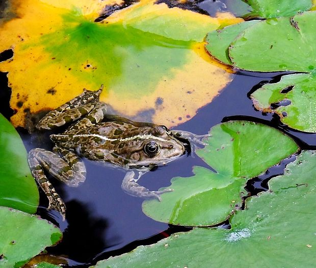 skokan zelený  Pelophylax kl. Esculenta