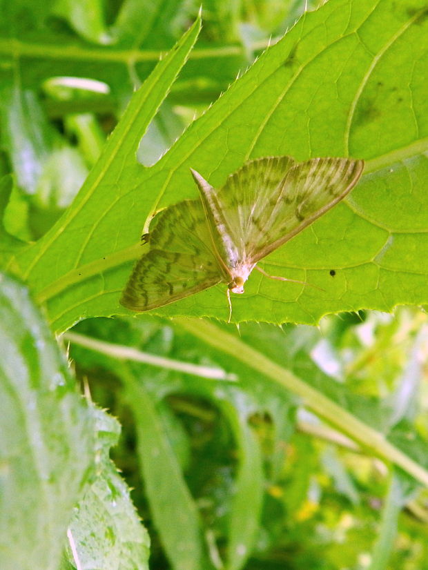 vijačka žihľavová  Pleuroptya ruralis