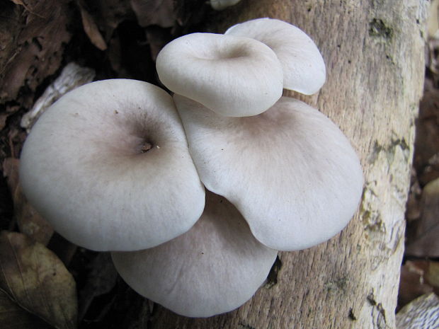 hliva lievikovitá Pleurotus cornucopiae (Paulet) Rolland