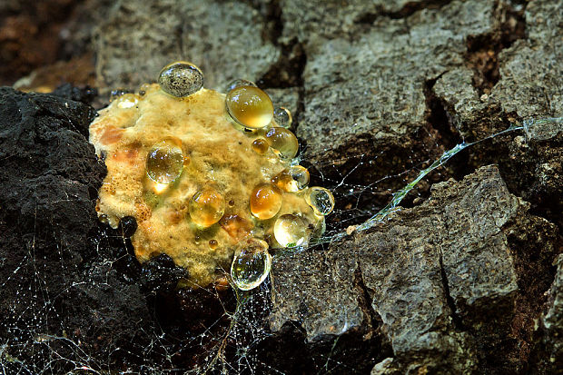 ryšavec slziaci Pseudoinonotus dryadeus (Pers.) T. Wagner & M. Fisch.