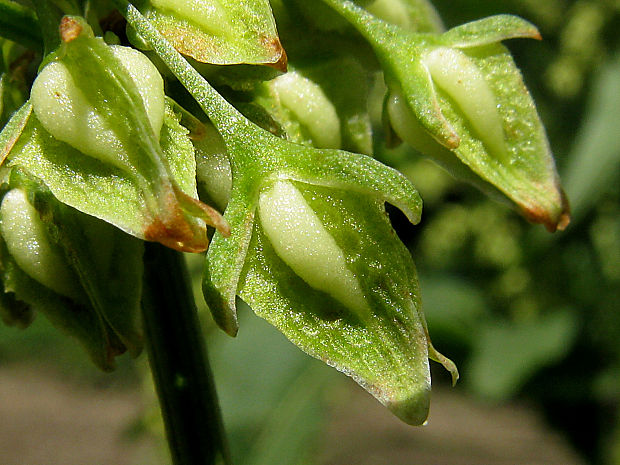 štiavec konský/šťovík koňský Rumex hydrolapathum Huds.