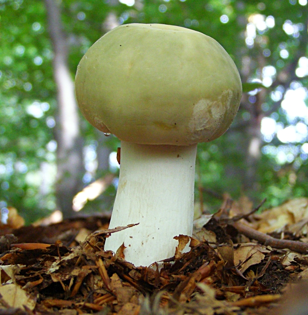 plávka trávovozelená-holubinka trávozelená Russula aeruginea Lindbl. ex Fr.