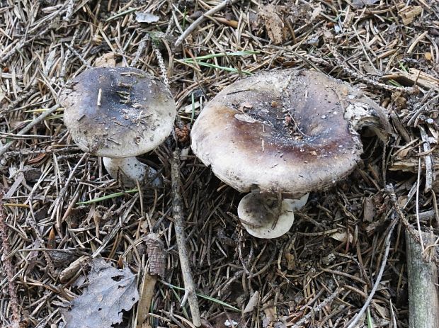 plávka černejúca Russula nigricans Fr.