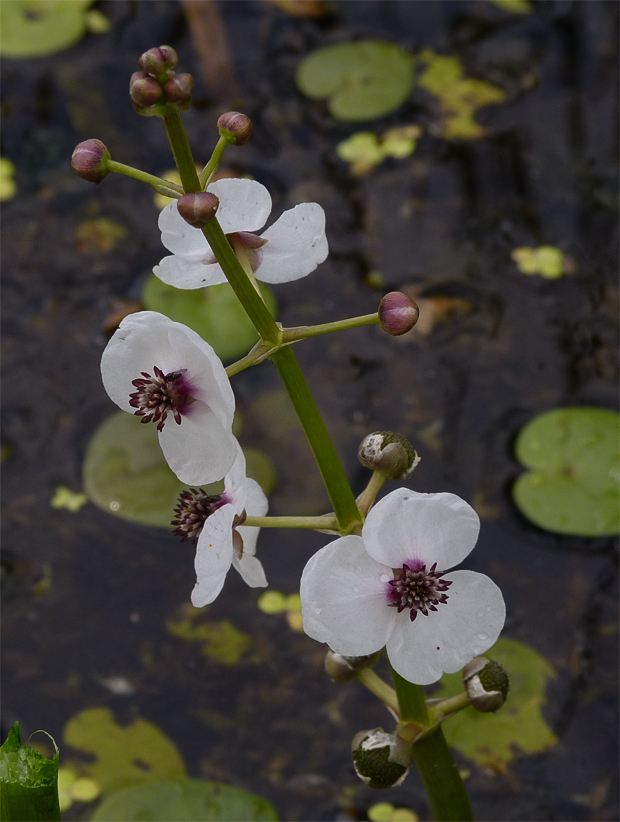 šípovka vodna Sagittaria sagittifolia L.