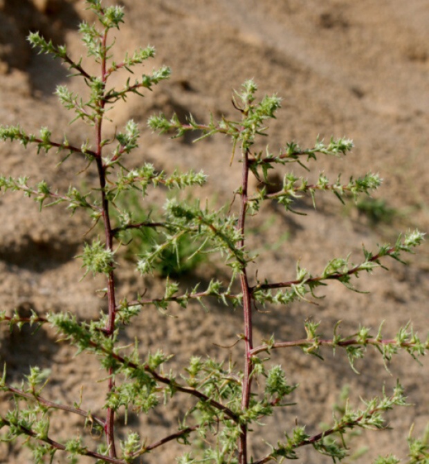 slanobyľ draslomilná ruská Salsola kali subsp. ruthenica (Iljin) Soó