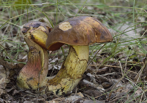 hríb zrnitohlúbikový Sutorius luridiformis (Rostk.) G. Wu & Zhu L. Yang