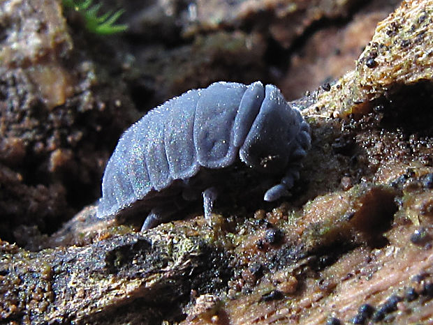 chvostoskok obrovský/larvěnka obrovská Tetrodontophora bielanensis (Waga, 1842)