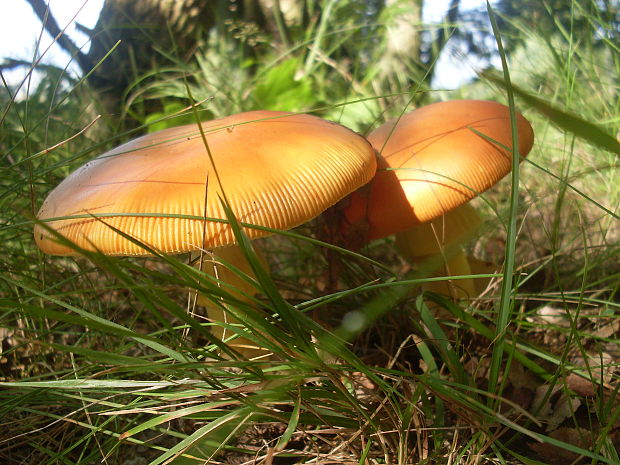 muchotrávka cisárska Amanita caesarea (Scop.) Pers.