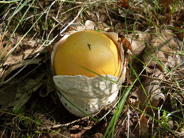 muchotrávka cisárska Amanita caesarea (Scop.) Pers.