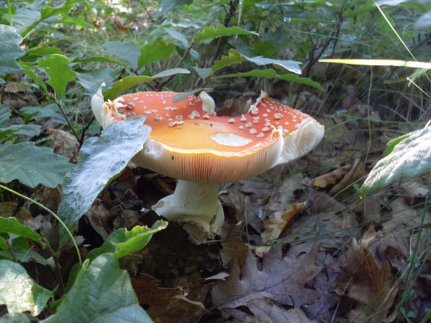 muchotrávka červená Amanita muscaria (L.) Lam.