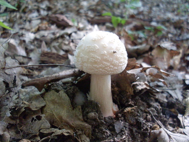 muchotrávka červenkastá Amanita rubescens Pers.