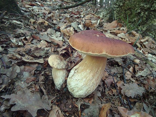 hríb smrekový Boletus edulis Bull.