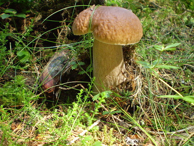 hríb smrekový Boletus edulis Bull.