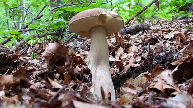 hríb smrekový Boletus edulis Bull.