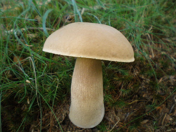 hríb dubový Boletus reticulatus Schaeff.