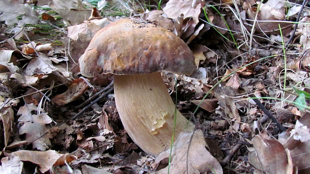 hríb dubový Boletus reticulatus Schaeff.