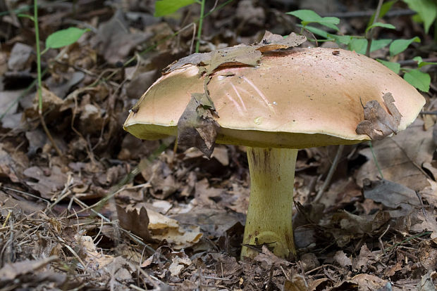 hríb kráľovský Butyriboletus regius (Krombh.) D. Arora & J.L. Frank