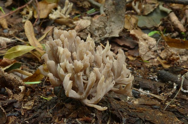 konárovka Clavulina sp.