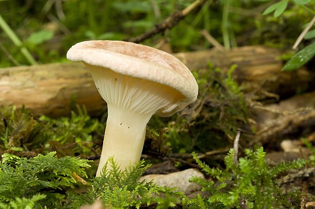 strmuľka lievikovitá Clitocybe gibba (Pers.) P. Kumm.