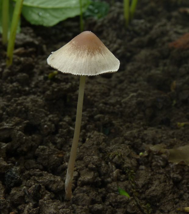 kapucňovec Moserov Conocybe moseri