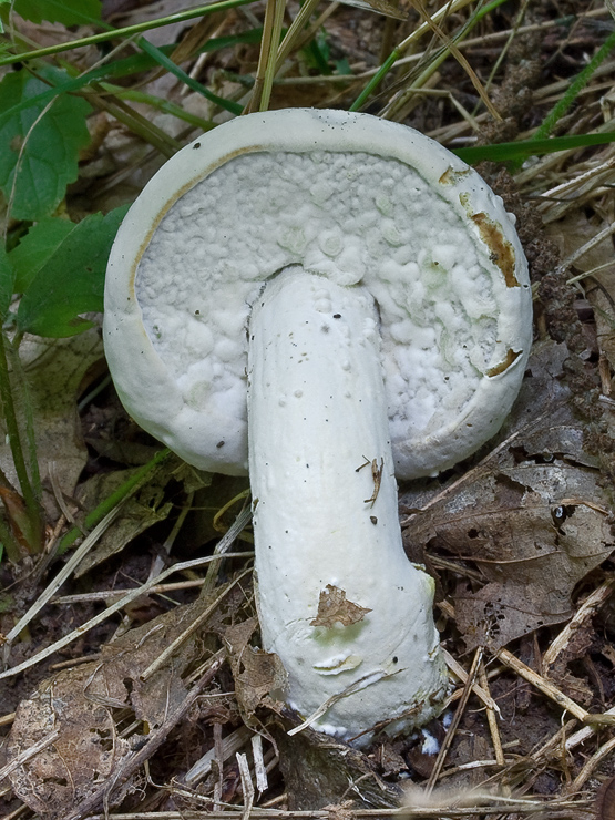 hubožer Hypomyces hyalinus ? (Schwein.) Tul. & C. Tul.