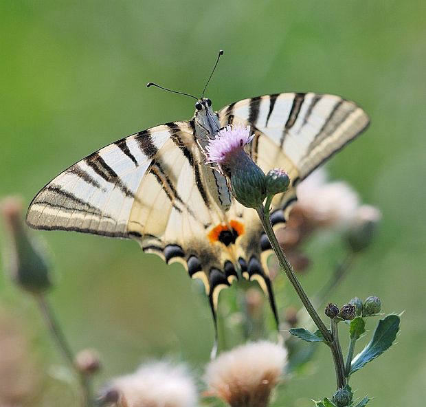 vidlochvost ovocný Iphiclides podalirius