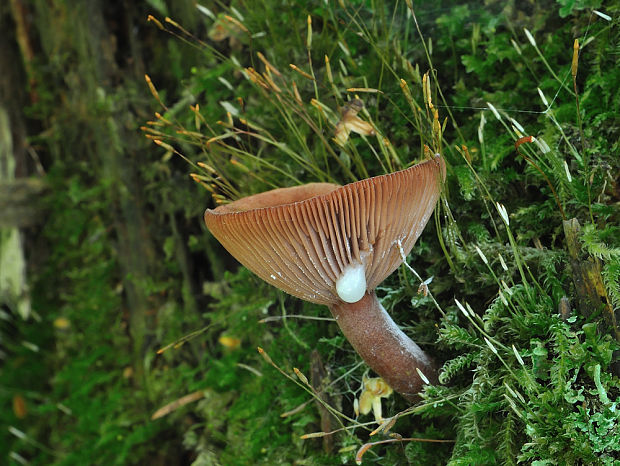 rýdzik gáfrový Lactarius camphoratus (Bull.) Fr.