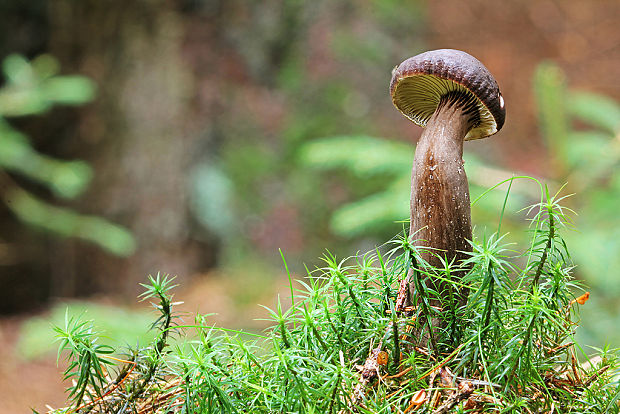 rýdzik čiernozamatový Lactarius lignyotus Fr.