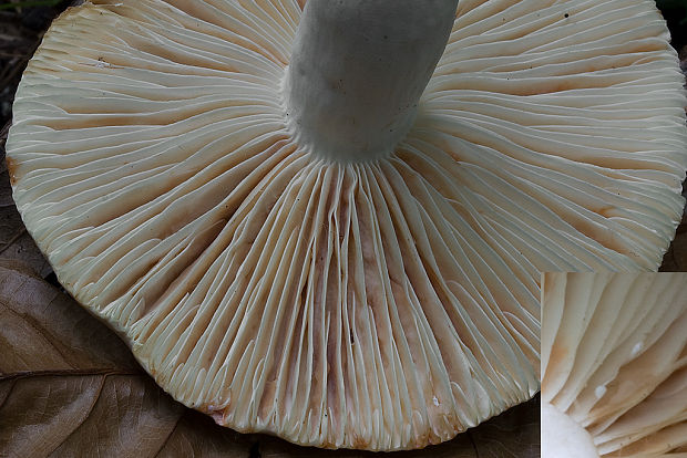 rýdzik Lactarius sp.