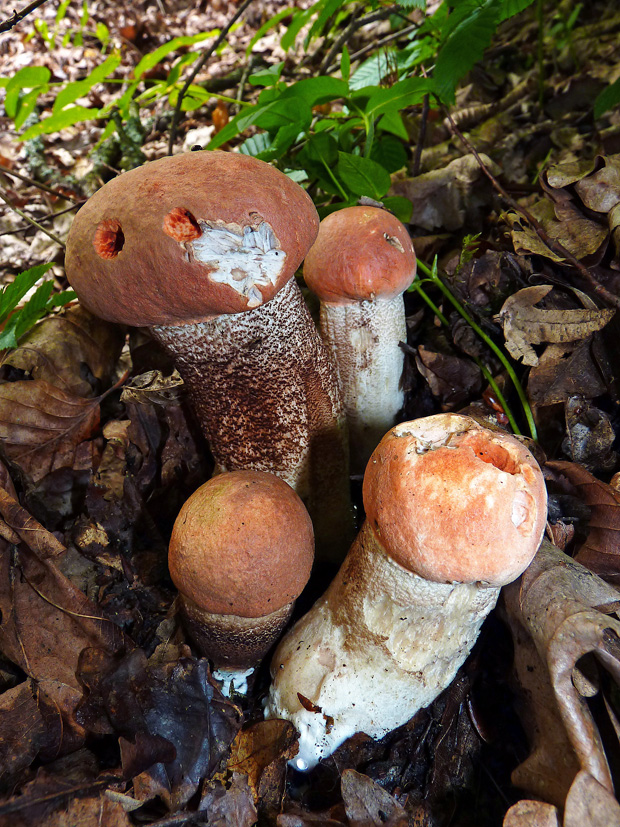 kozák dubový Leccinum aurantiacum (Bull.) Gray