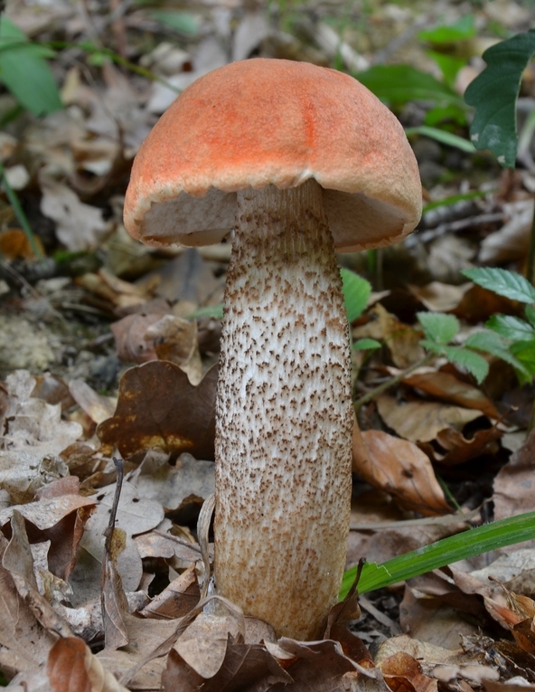 kozák dubový Leccinum aurantiacum (Bull.) Gray