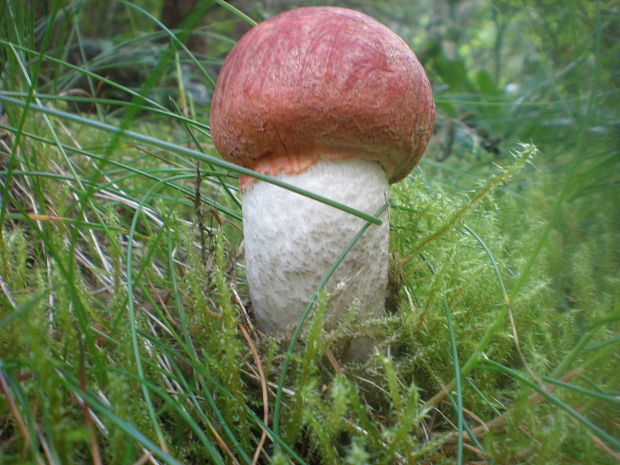 kozák smrekový Leccinum piceinum Pilát & Dermek